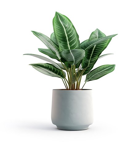 Home New house plant