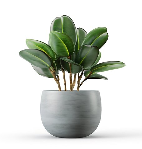 Home New outdoor plant